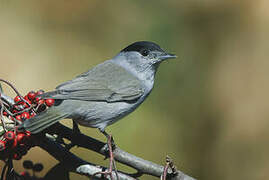 Eurasian Blackcap