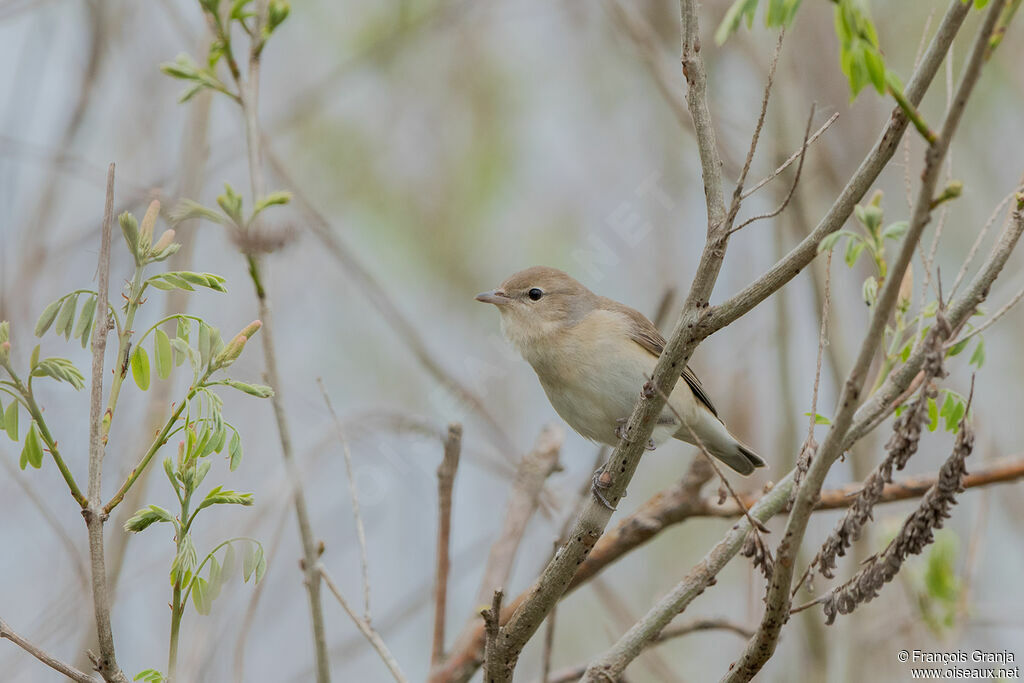 Garden Warbler