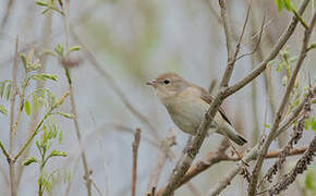 Garden Warbler