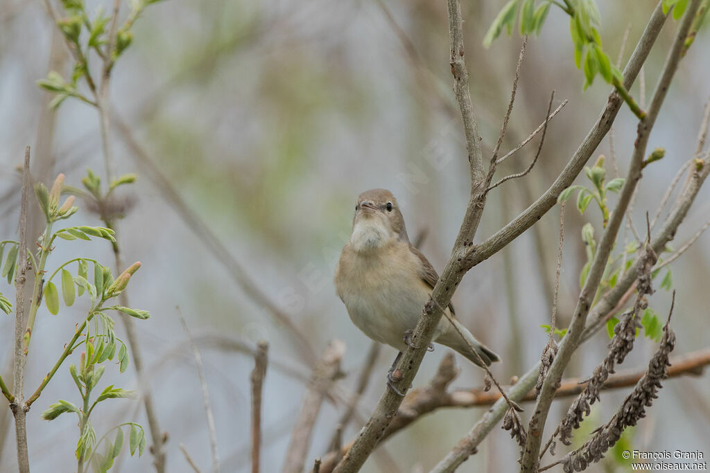 Garden Warbler