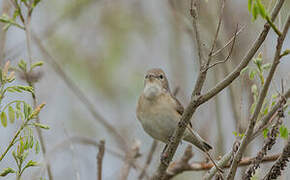 Garden Warbler