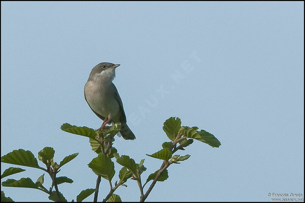 Common Whitethroatadult