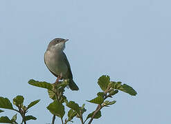 Fauvette grisette