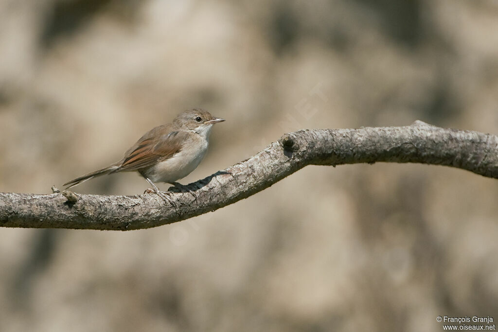 Common Whitethroatjuvenile