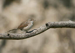 Common Whitethroat