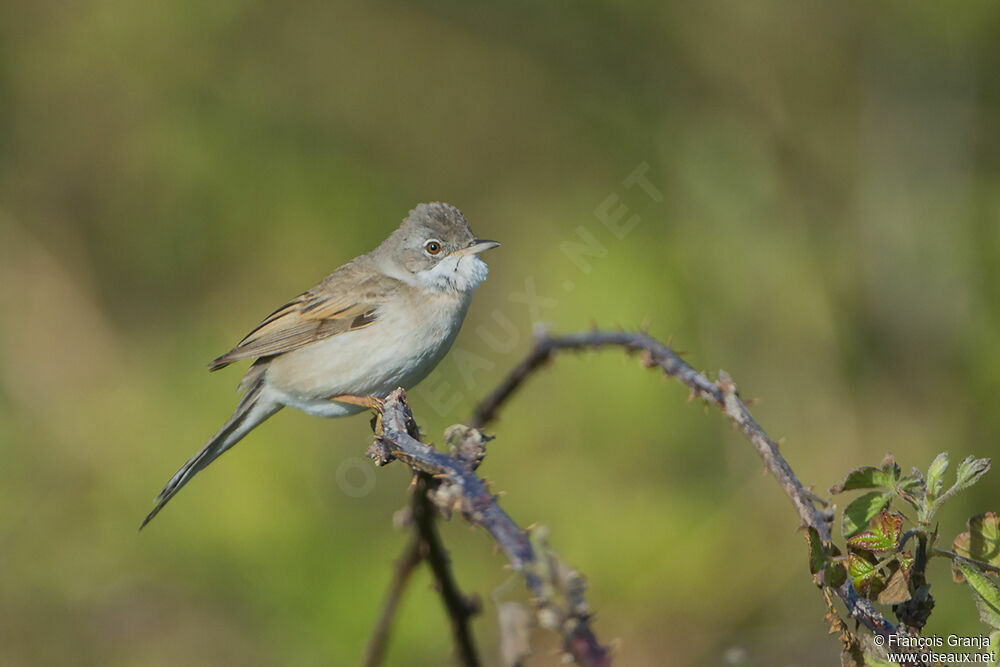 Common Whitethroatadult