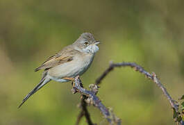 Common Whitethroat