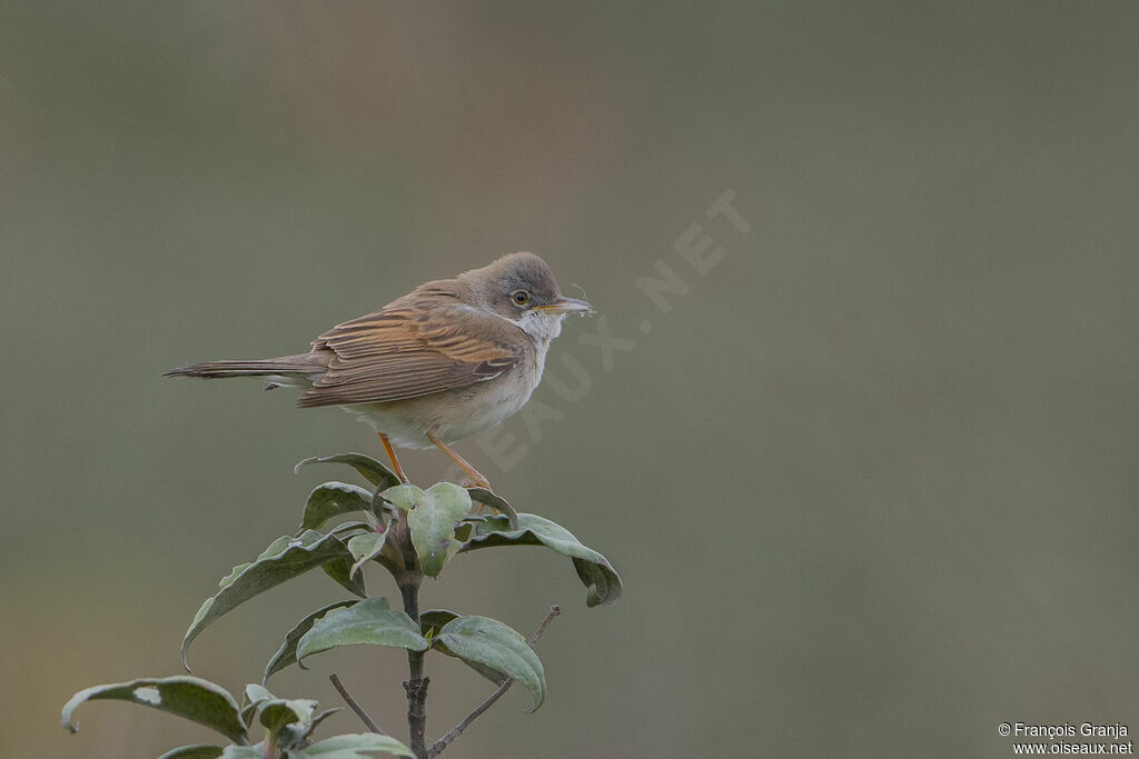 Common Whitethroat