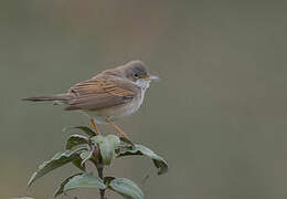 Common Whitethroat