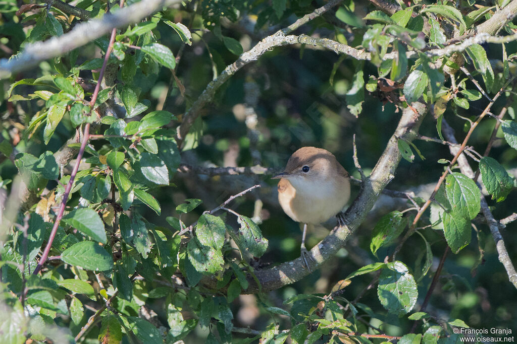 Fauvette grisette