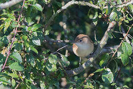 Common Whitethroat