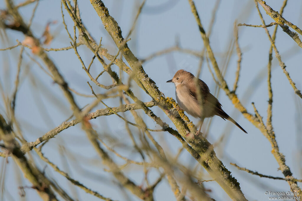 Common Whitethroat