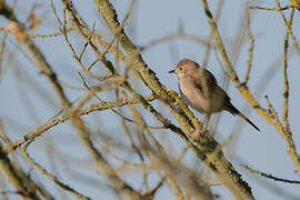 Common Whitethroat