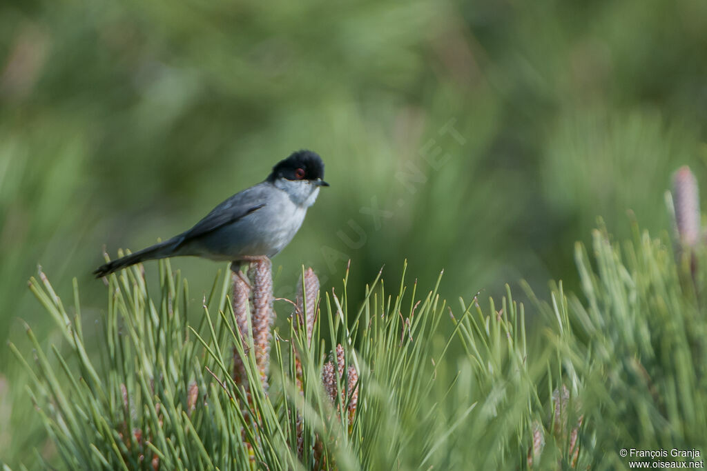 Sardinian Warbler male adult