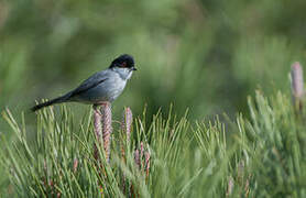 Sardinian Warbler