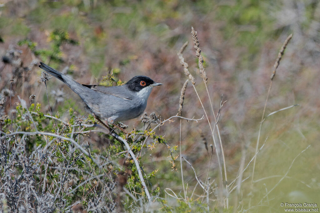 Sardinian Warbler