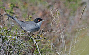 Sardinian Warbler