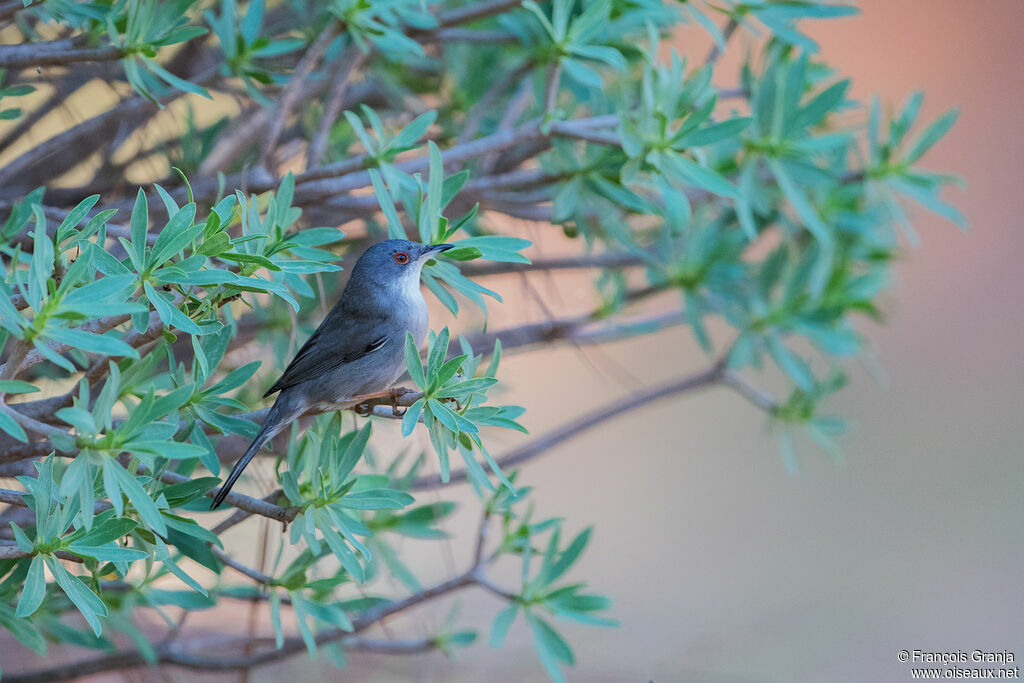 Sardinian Warbler