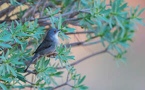 Sardinian Warbler