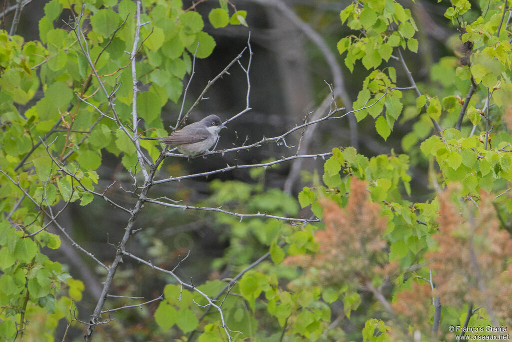 Western Orphean Warbler