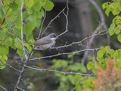 Western Orphean Warbler