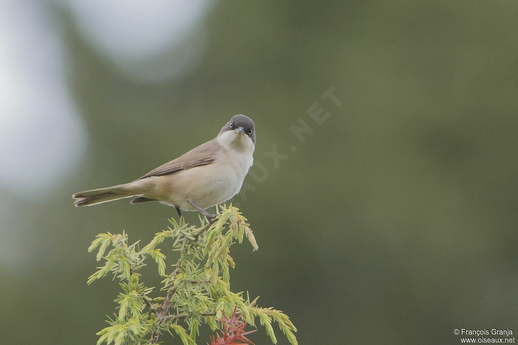 Western Orphean Warbler