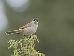 Western Orphean Warbler