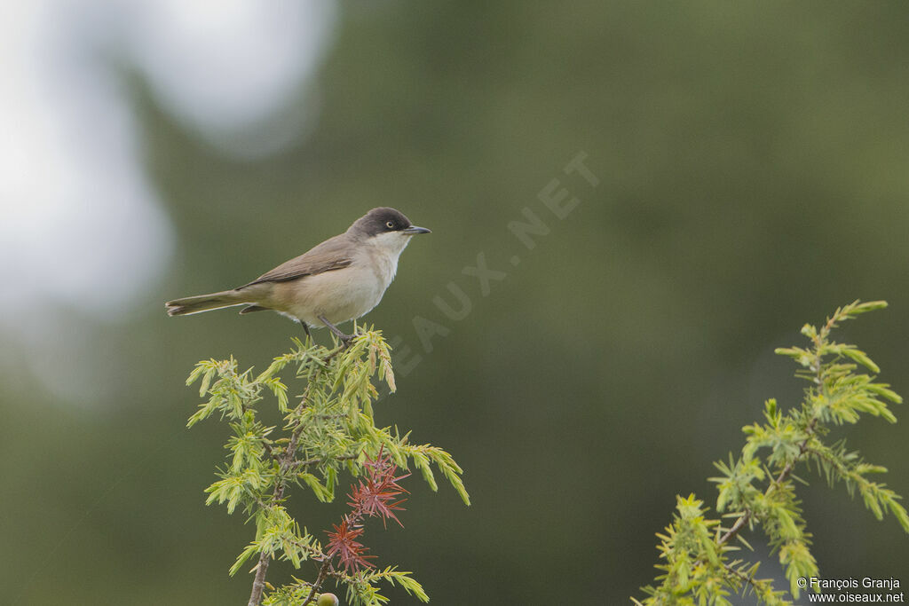 Western Orphean Warbleradult