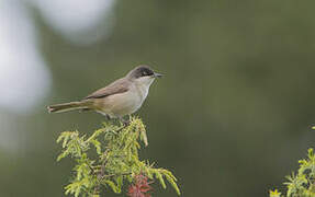 Western Orphean Warbler