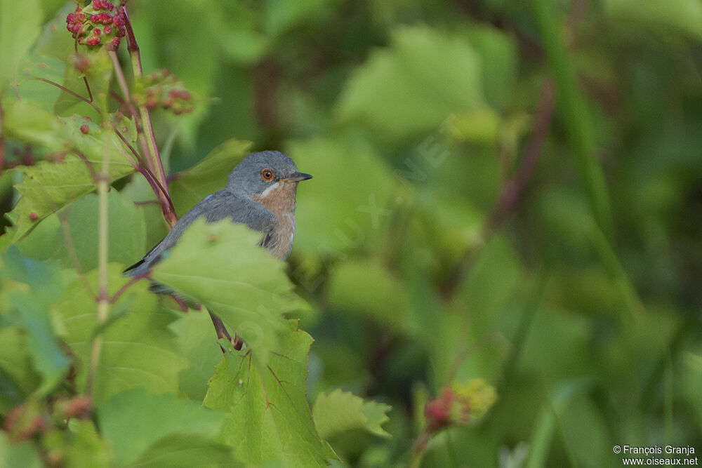 Subalpine Warbler male