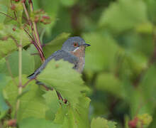 Western Subalpine Warbler