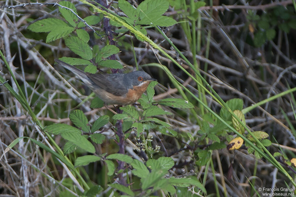 Western Subalpine Warbleradult