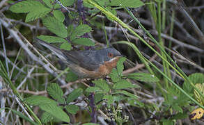 Western Subalpine Warbler