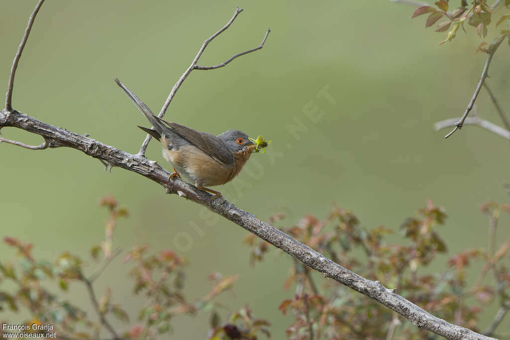 Subalpine Warbler male adult breeding, feeding habits, fishing/hunting