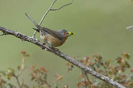 Western Subalpine Warbler