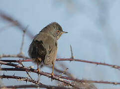 Dartford Warbler