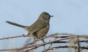 Dartford Warbler