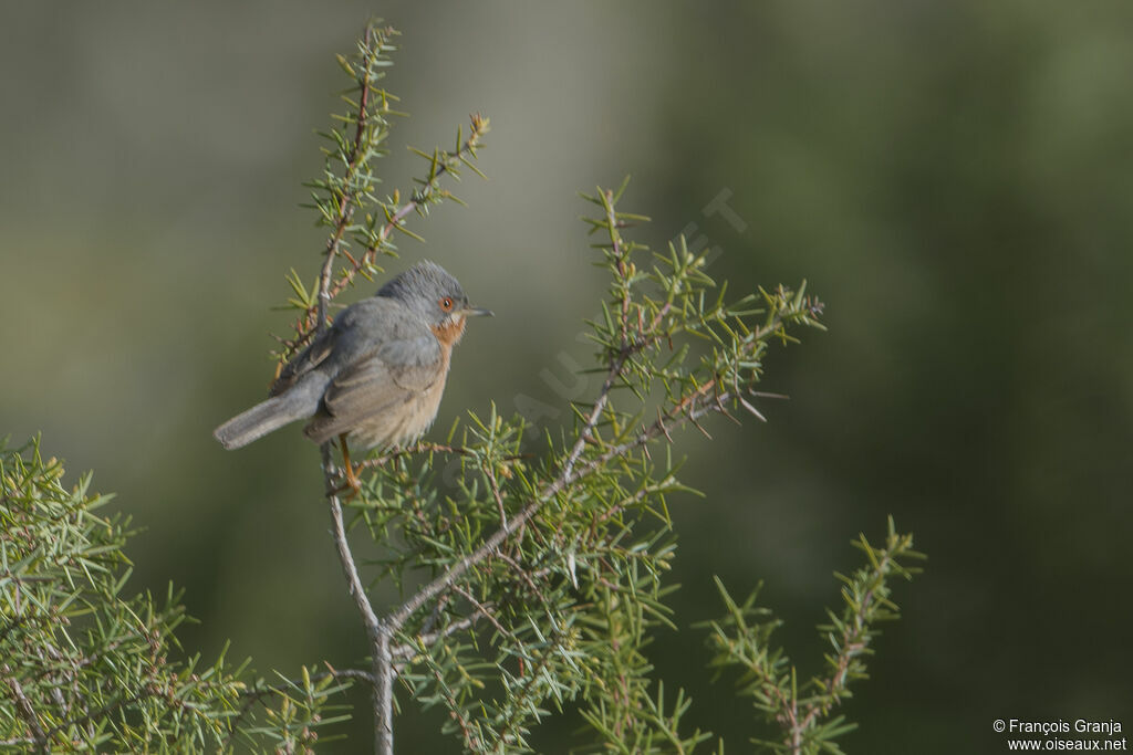 Dartford Warbler