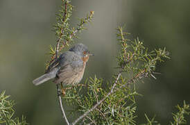 Dartford Warbler