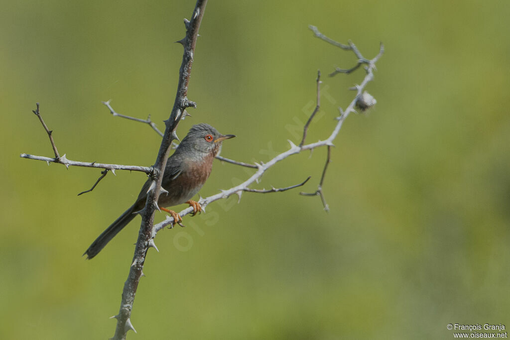 Dartford Warbler