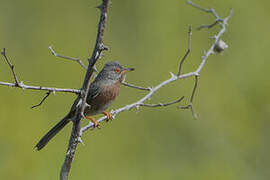 Dartford Warbler