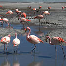 Flamant de James