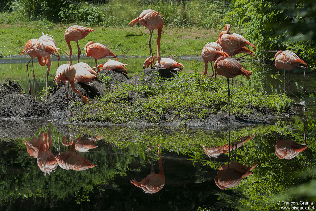 Flamant des Caraïbes