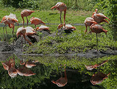 Flamant des Caraïbes