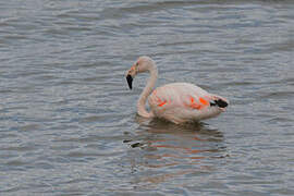 Chilean Flamingo