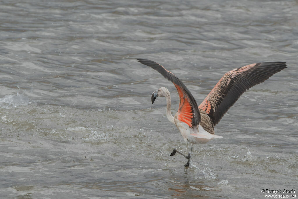 Flamant du Chiliimmature