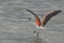 Chilean Flamingo