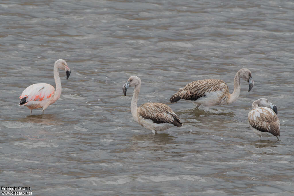 Chilean Flamingoimmature, pigmentation