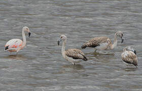 Chilean Flamingo