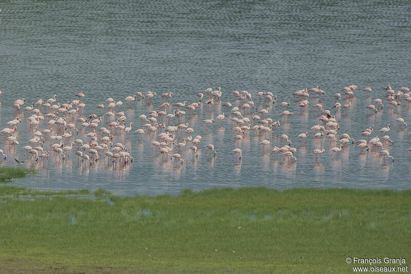 Lesser Flamingoadult